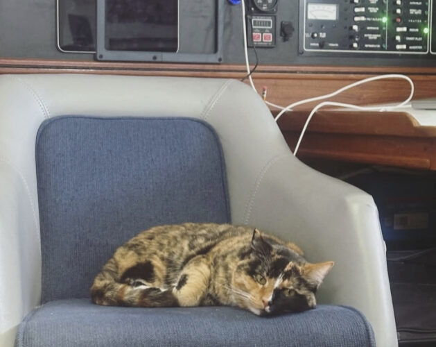 Sailing from Oregon to Hawaii after quitting his job turns a man with a cat into social media star